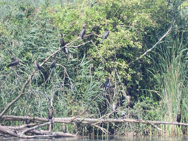 kormoran mały  - Mirosław Nowicki