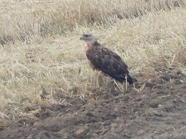 Adlerbussard  - Mirosław Nowicki