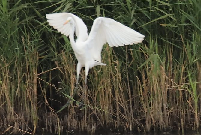 Great Egret  - Henryk Piernikarczyk