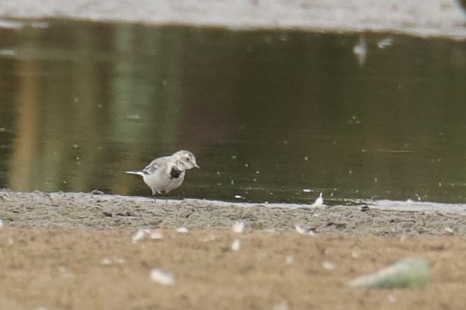 White Wagtail  - Henryk Piernikarczyk
