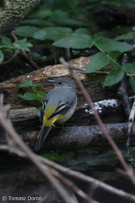 Grey Wagtail  - Tomasz Doroń