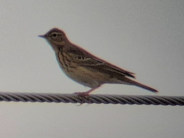 Pipit des arbres  - Tomasz Doroń