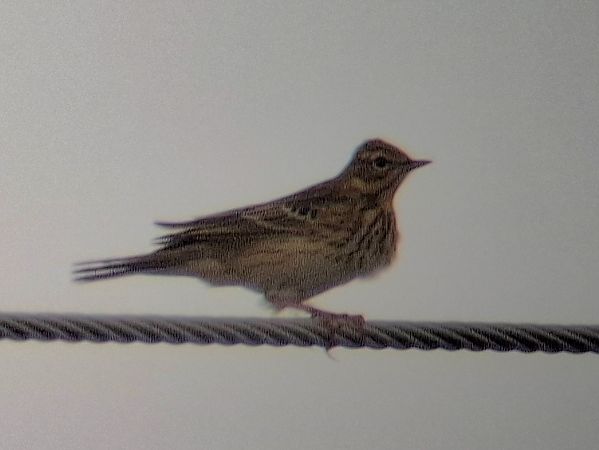 świergotek drzewny  - Tomasz Doroń