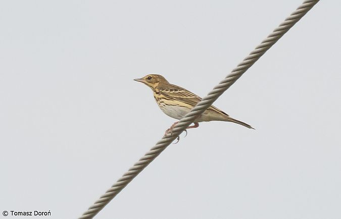 Pipit des arbres  - Tomasz Doroń