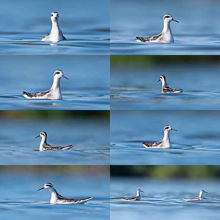 Red-necked Phalarope  - Marek Faber