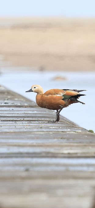 Ruddy Shelduck  - Adam Grabowski