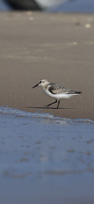 Bécasseau sanderling  - Adam Grabowski