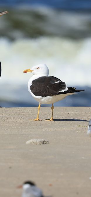mewa żółtonoga (ssp. fuscus)  - Adam Grabowski