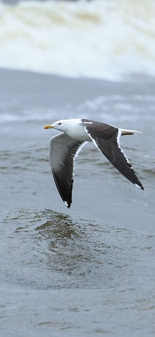 mewa żółtonoga (ssp. fuscus)  - Adam Grabowski