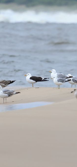 mewa żółtonoga (ssp. fuscus)  - Adam Grabowski