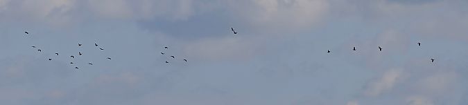 kormoran mały  - Damian Mikulski