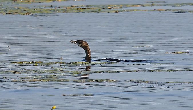 Pygmy Cormorant  - Damian Mikulski