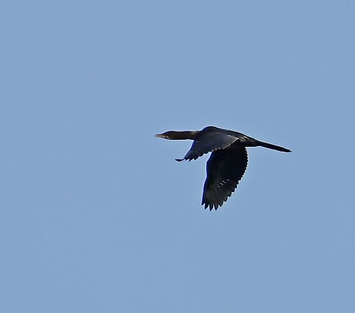 kormoran mały  - Damian Mikulski