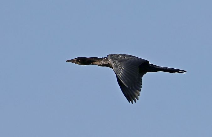 Pygmy Cormorant  - Damian Mikulski