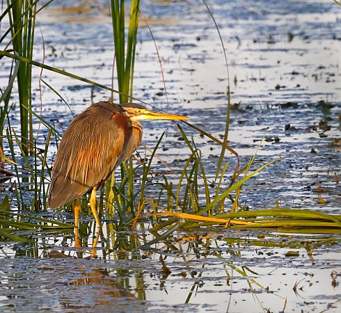 Purple Heron  - Damian Mikulski