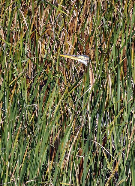 Purple Heron  - Damian Mikulski