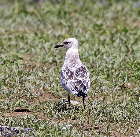 Mouette mélanocéphale  - Damian Mikulski