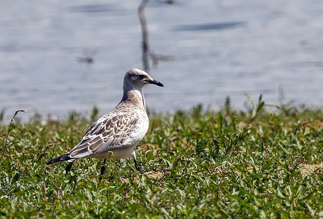Mouette mélanocéphale  - Damian Mikulski