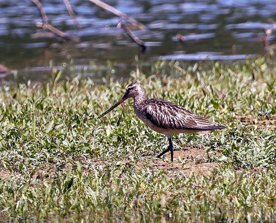 Pfuhlschnepfe  - Damian Mikulski