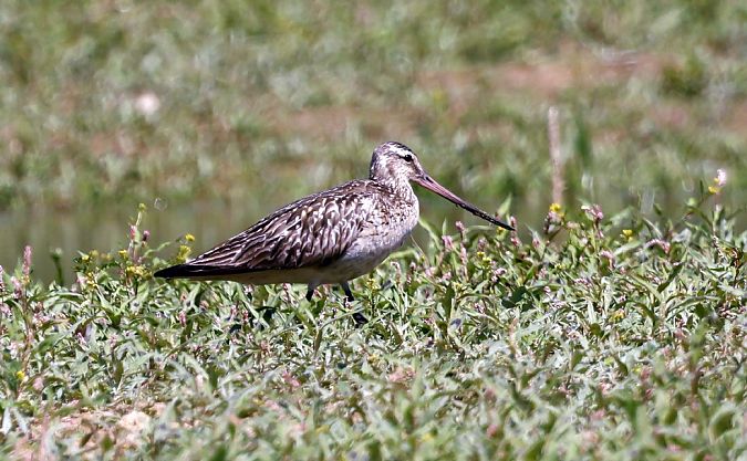 Barge rousse  - Damian Mikulski
