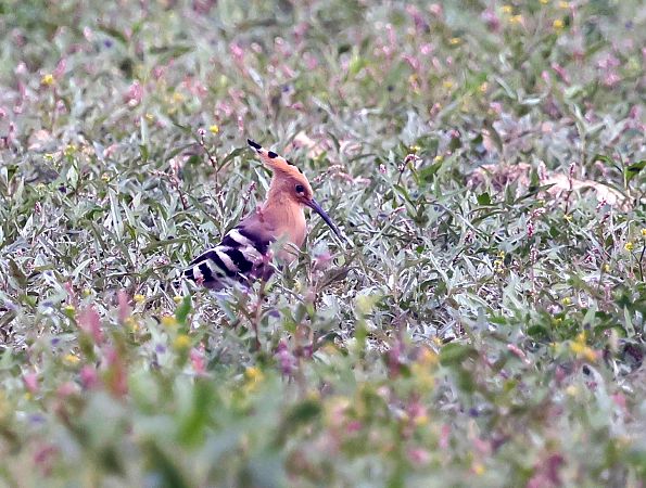 Eurasian Hoopoe  - Damian Mikulski