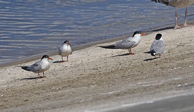 Flussseeschwalbe  - Damian Mikulski