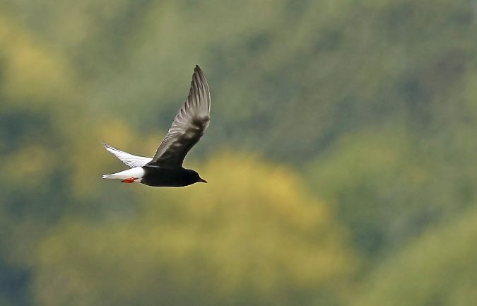 rybitwa białoskrzydła  - Damian Mikulski