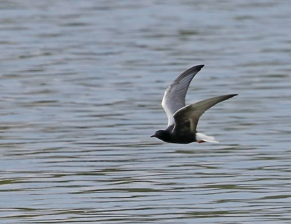 Guifette leucoptère  - Damian Mikulski