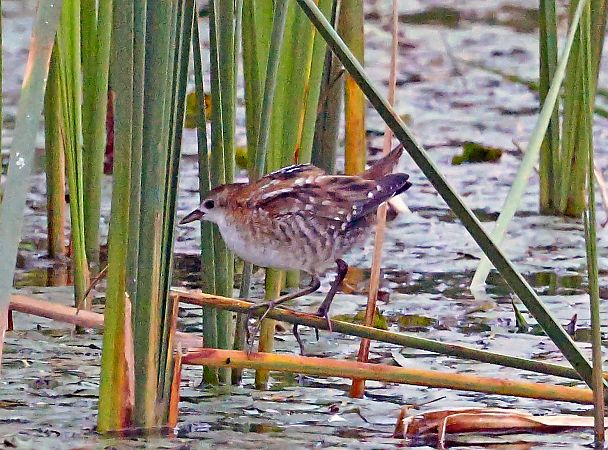 Little Crake  - Damian Mikulski