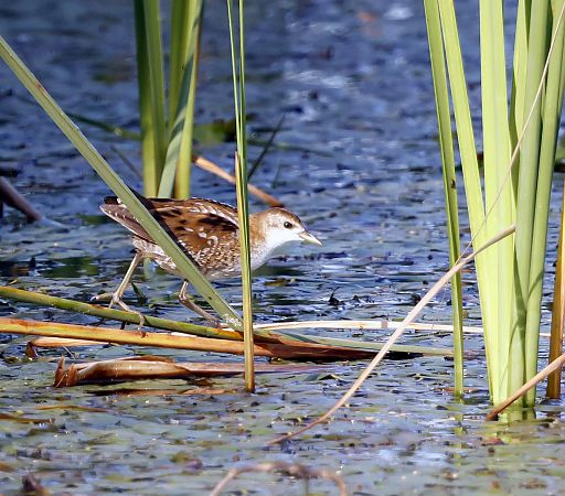 Little Crake  - Damian Mikulski