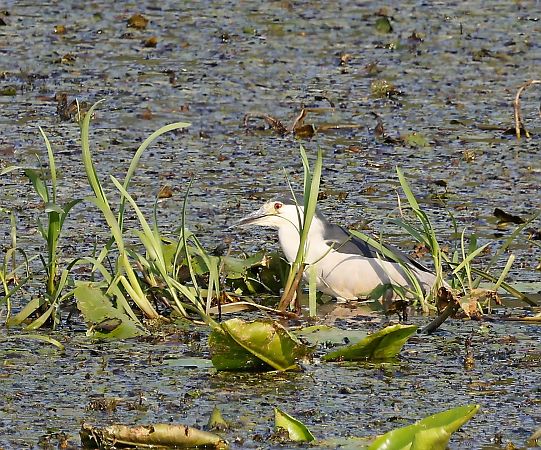 ślepowron  - Damian Mikulski