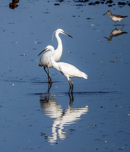 Little Egret  - Damian Mikulski