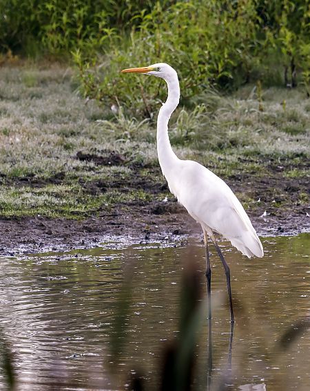 czapla biała  - Damian Mikulski