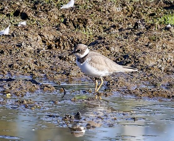 Little Ringed Plover  - Damian Mikulski