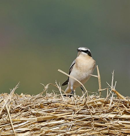 białorzytka  - Damian Mikulski