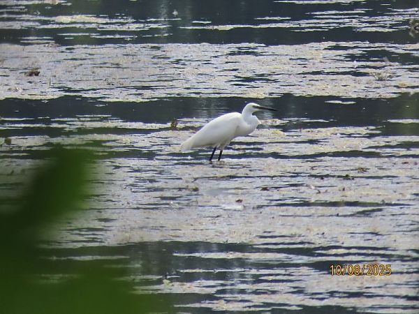 Aigrette garzette  - Patryk Wojtas