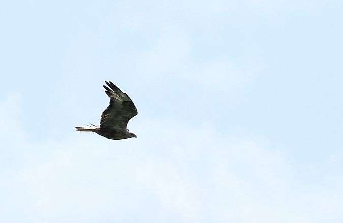 Adlerbussard  - Wojciech Plata
