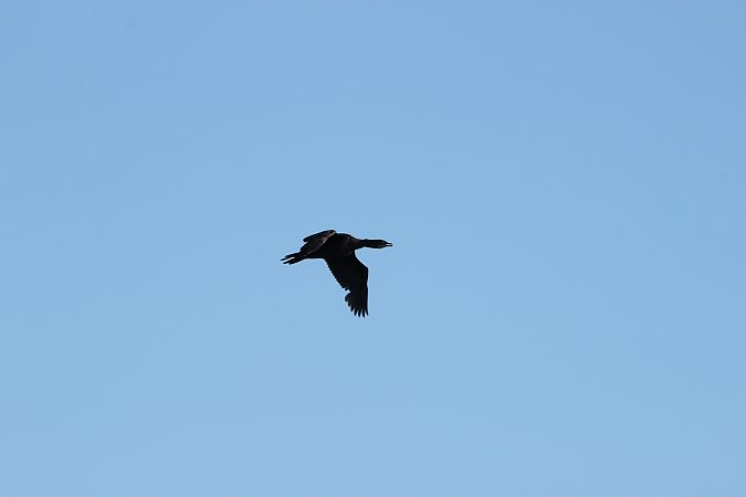 kormoran mały  - Brunon Kwasik