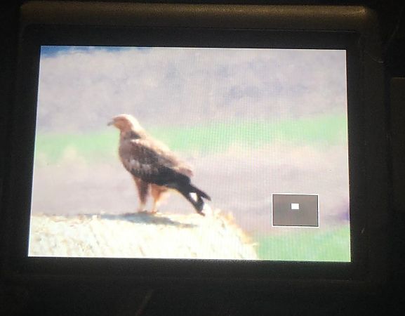 Long-legged Buzzard  - Brunon Kwasik