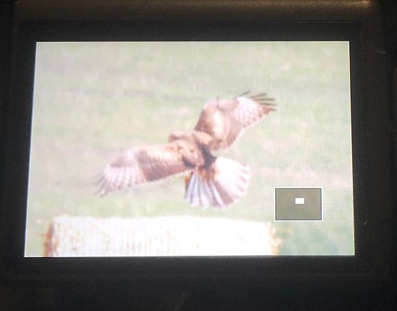 Buse féroce  - Brunon Kwasik