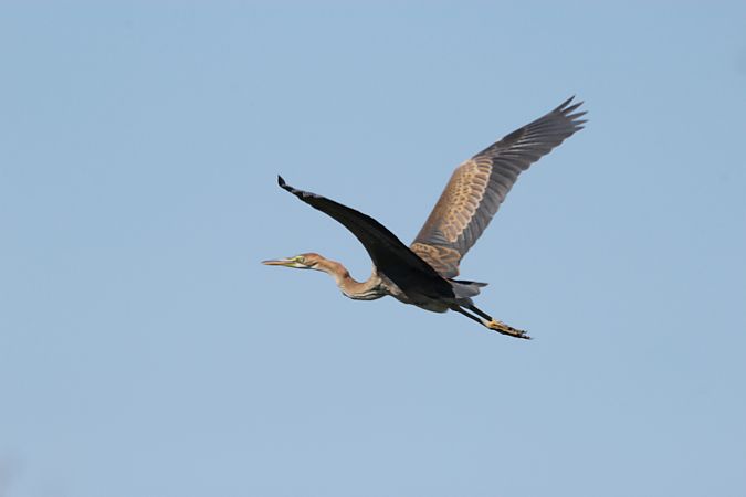 Héron pourpré  - Brunon Kwasik