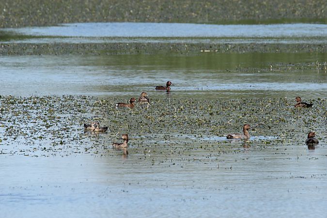podgorzałka  - Brunon Kwasik