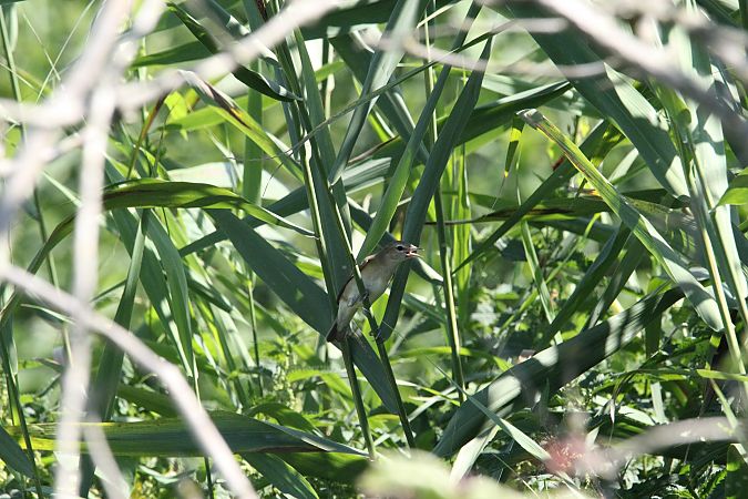 Gartengrasmücke  - Brunon Kwasik