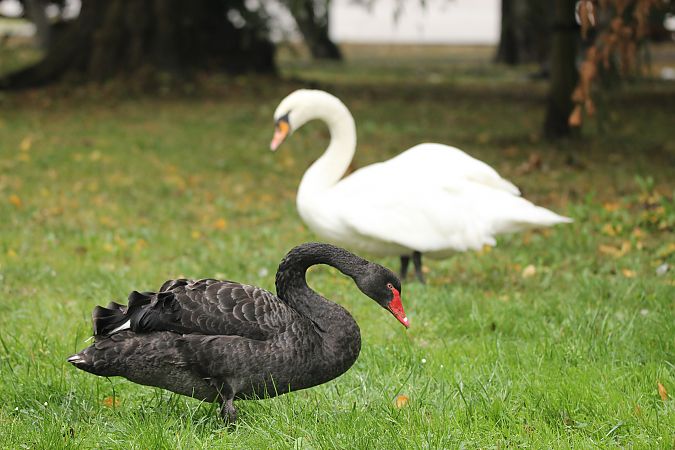 łabędź czarny  - Brunon Kwasik