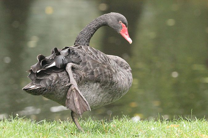 Cygne noir  - Brunon Kwasik