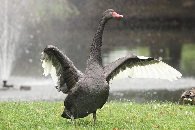 Cygne noir  - Brunon Kwasik