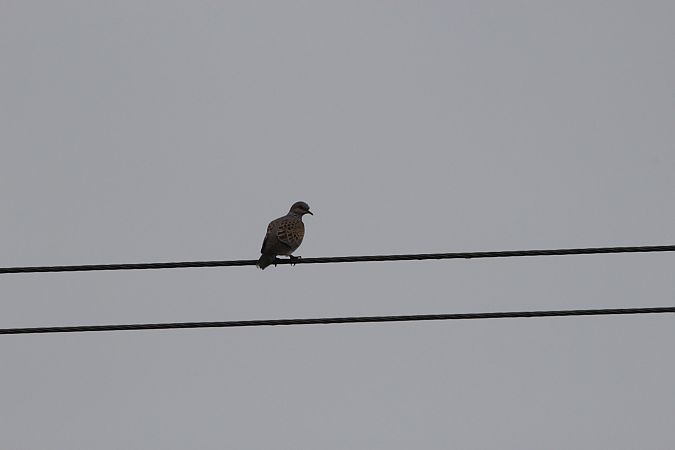 Turteltaube  - Brunon Kwasik