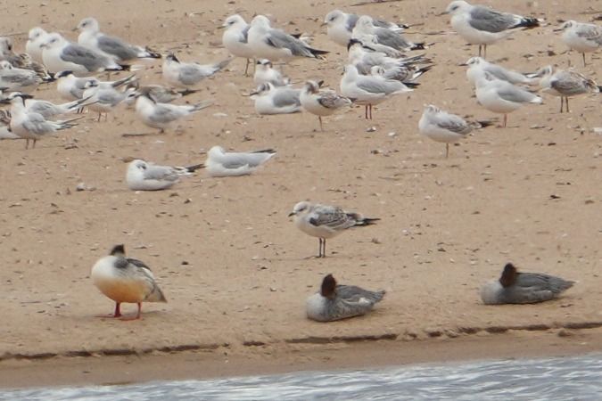 Mouette mélanocéphale  - Wiktor Kroker