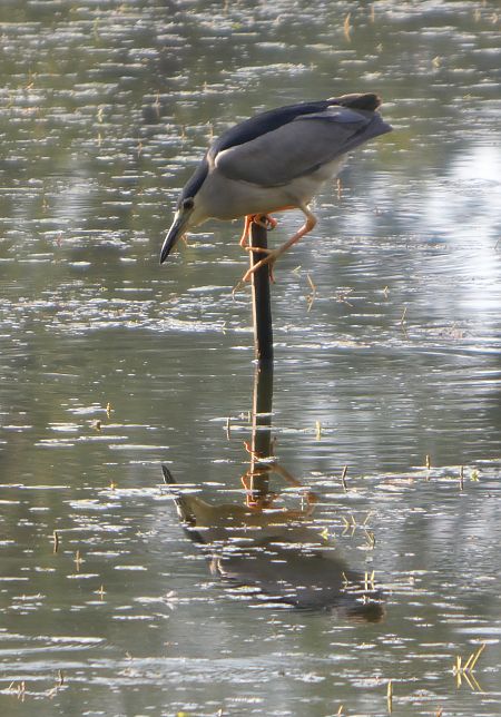 ślepowron 