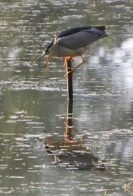 Bihoreau gris 